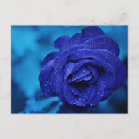 Blaue Rose mit Taubentropfen