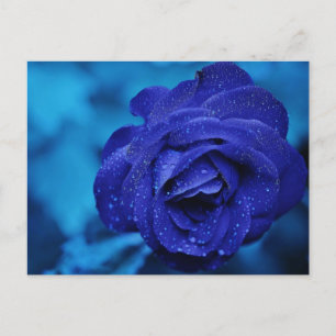 Blaue Rose mit Taubentropfen Postkarte
