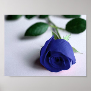 Blaue Rose - Poster