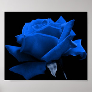 Blaue Rose Poster