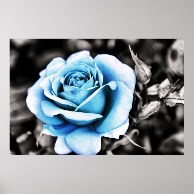 Blaue Rose Poster (Vorne)