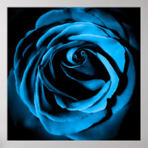 Blaue Rose