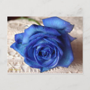 Blaue Rose Postkarte