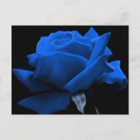 Blaue Rose