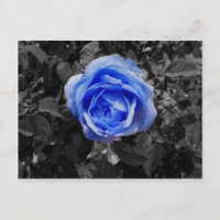 Blaue Rose