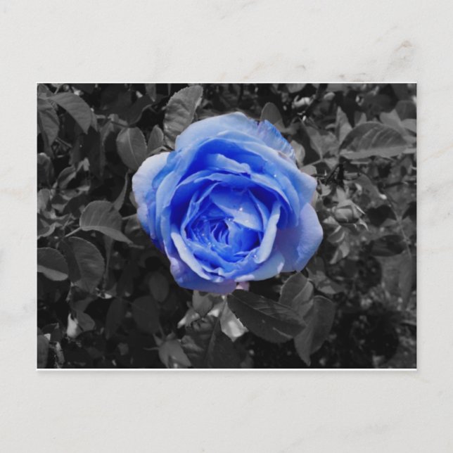 Blaue Rose Postkarte (Vorderseite)