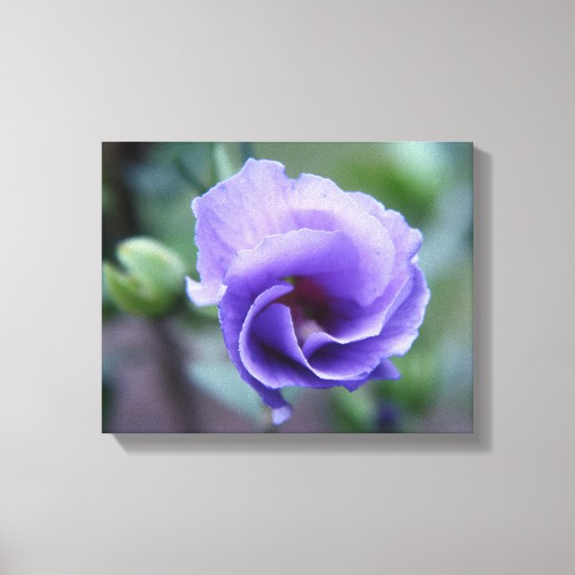 Blaue Rose von Sharon 14 x 11 Canvas Print Leinwanddruck (Vorderseite)