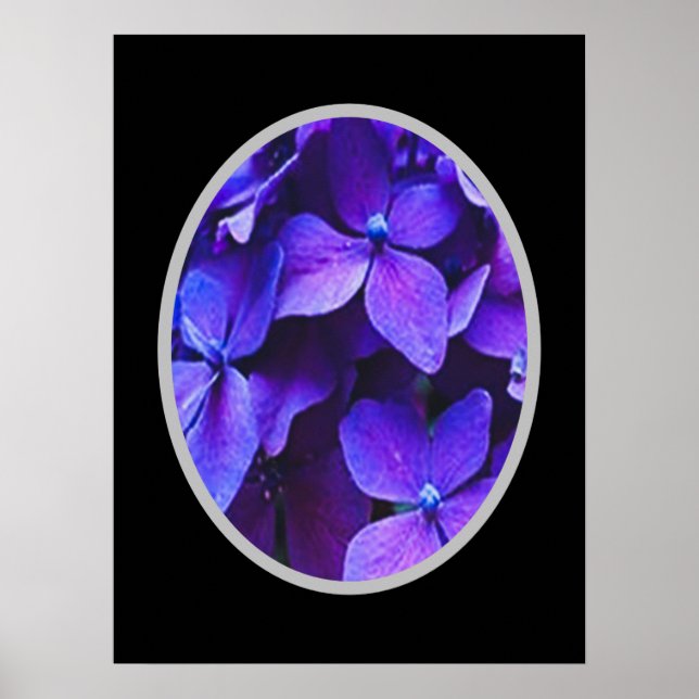 BLAUE ROT Hydrangea      Poster (Vorne)
