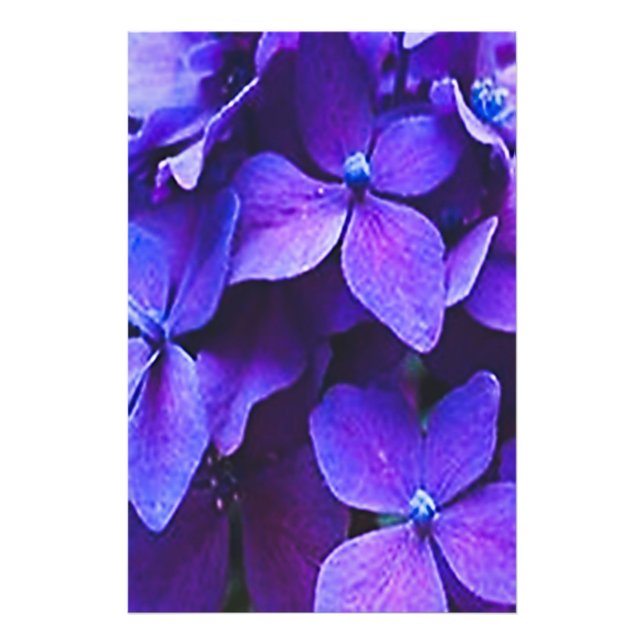 BLAUE ROTE HYDRANGEA Fotovergrößerung Fotodruck (Vorne)