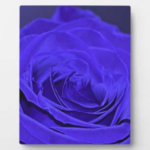Blaue Samtrose Fotoplatte