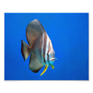 Blaue Schläger-Fische Fotodruck