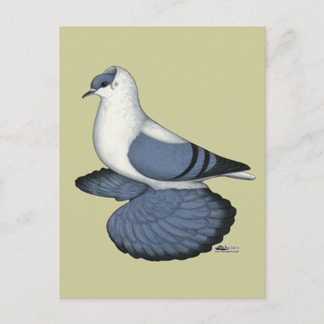 Blaue Schlucktaube Postkarte (Vorderseite)
