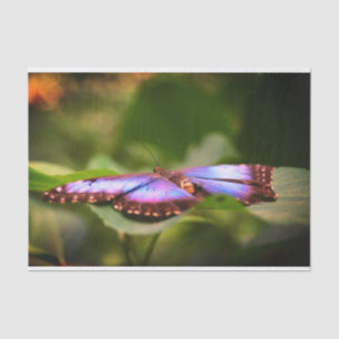 Blaue Schmetterlingsnatur Nah Up Decoupage Seidenpapier