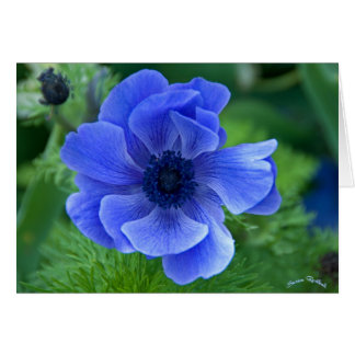 Blaue Schönheit
