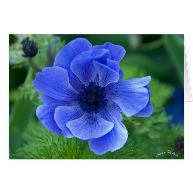 Blaue Schönheit (Vorderseite (Horizontal))