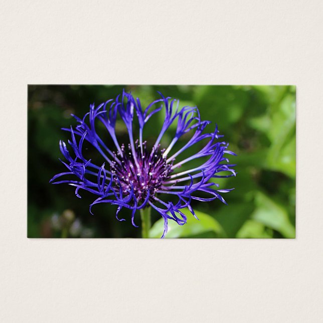 Blaue Schönheit (Vorderseite)