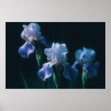 Blaue Schwertlilie-Blumenwandkunstposter