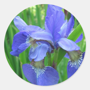 blaue Schwertlilie. Florale Naturgartenfotografie Runder Aufkleber