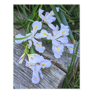 Blaue Schwertlilien-Blüten Fotodruck
