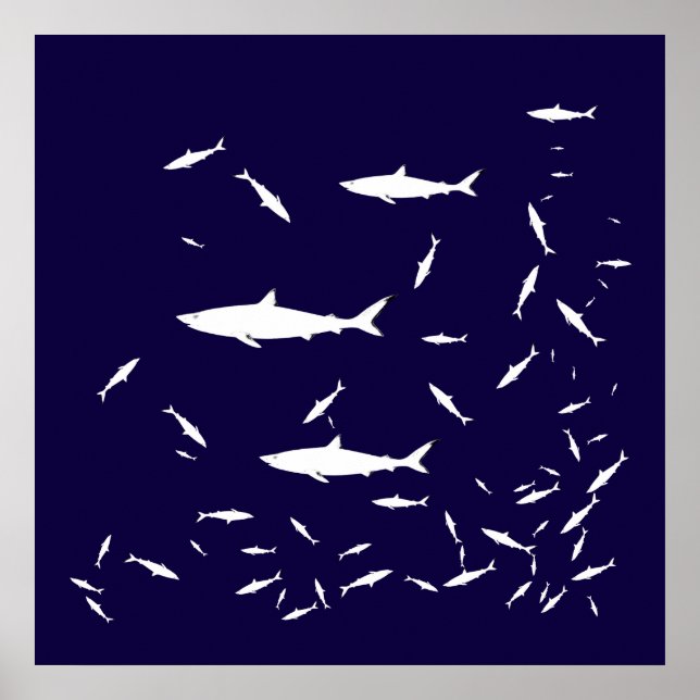 Blaue Seehaie Poster (Vorne)
