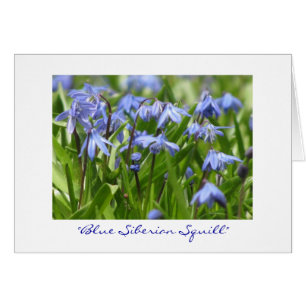 "Blaue Sibirische Klatsche"