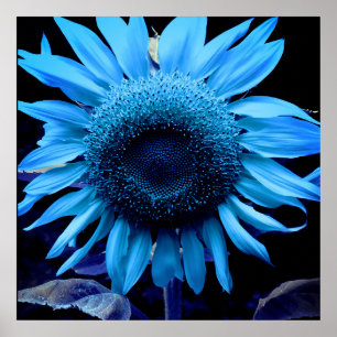 Blaue Sonnenblume, blaue Blume, blaue Blume Poster