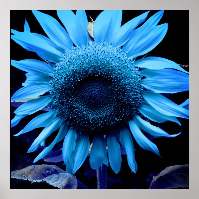 Blaue Sonnenblume, blaue Blume, blaue Blume Poster (Vorne)
