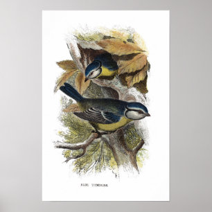 Blaue Titmaus Poster