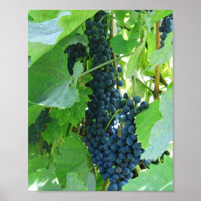 Blaue Trauben Poster (Vorne)