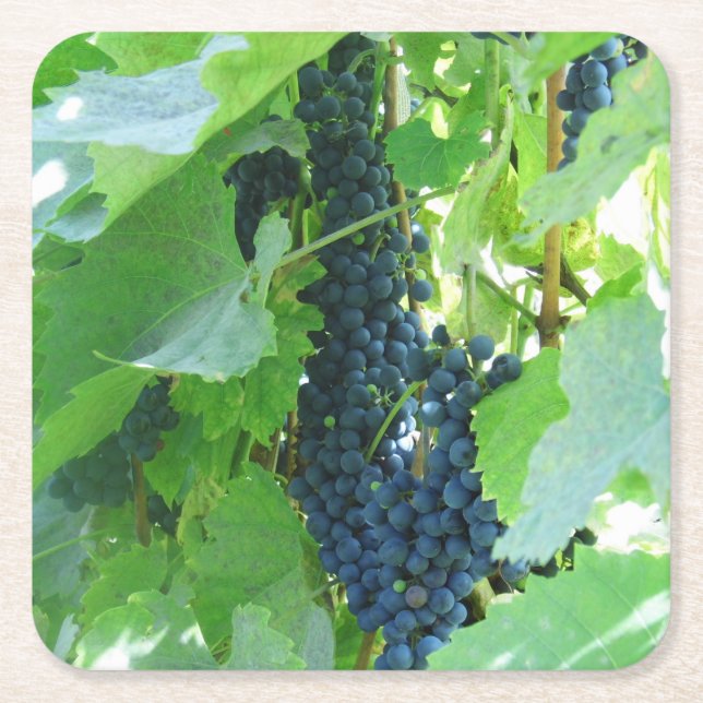 Blaue Trauben Rechteckiger Pappuntersetzer (Vorderseite)