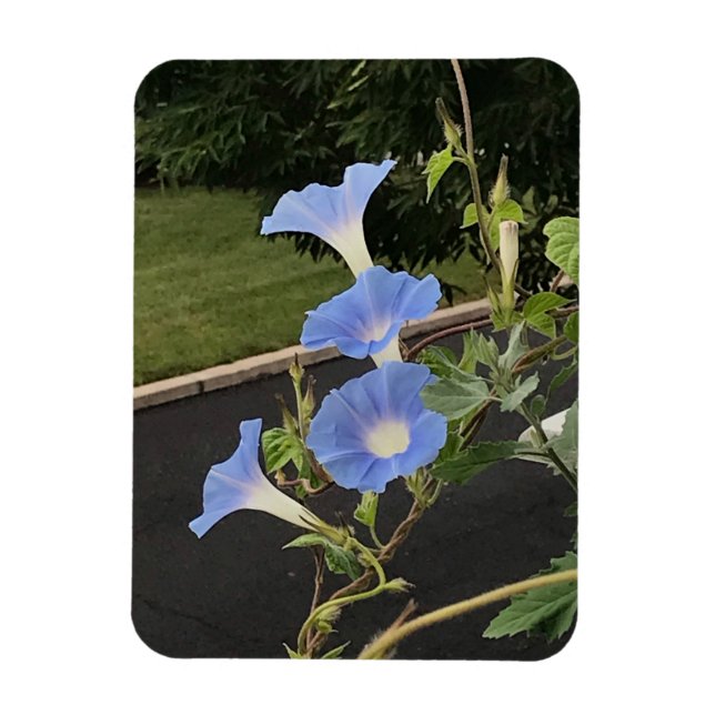Blaue Trichterwinde Magnet (Vertikal)