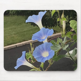 Blaue Trichterwinde Nahaufnahme Mousepad