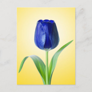 Blaue Tulip-Minimal-Naturfotografie Postkarte