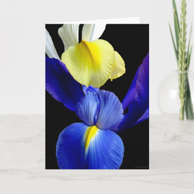 Blaue u. gelbe Iris-Blumen 4b Karte (Vorderseite)