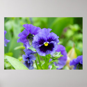 Blaue und blassblaue Veilchen-Foto Poster