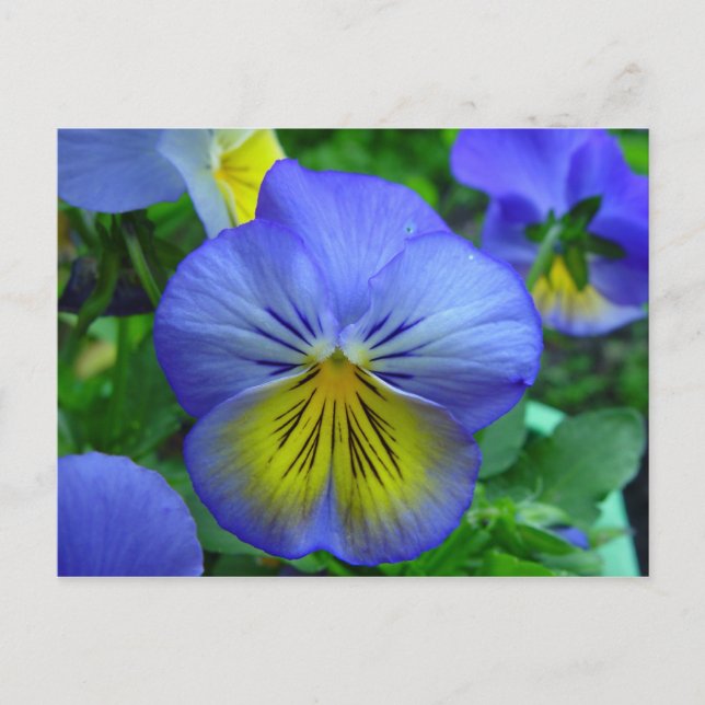 Blaue und gelbe Blume Postkarte (Vorderseite)