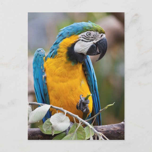 Blaue und gelbe Macaw-Postkarte Postkarte (Vorderseite)