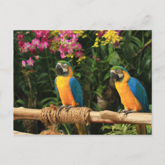 Blaue und gelbe Macaw-Postkarte Postkarte