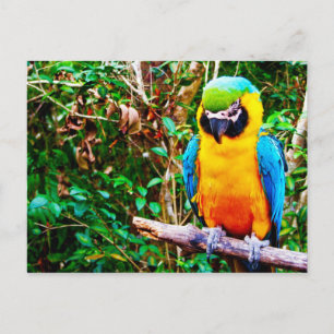 Blaue und gelbe Macaw-Postkarte Postkarte