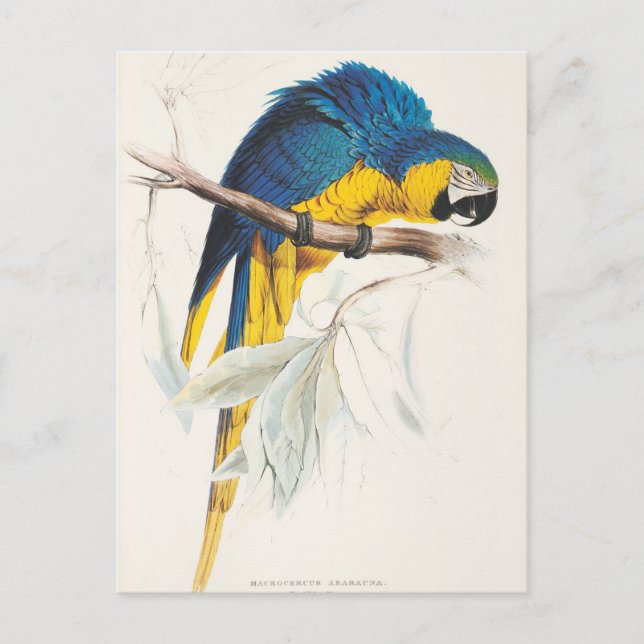 Blaue und gelbe Macaw-Postkarte Postkarte (Vorderseite)