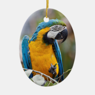 Blaue und gelbe Macaw-Verzierung Keramikornament