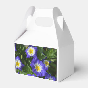 Blaue und gelbe Winden Geschenkschachtel