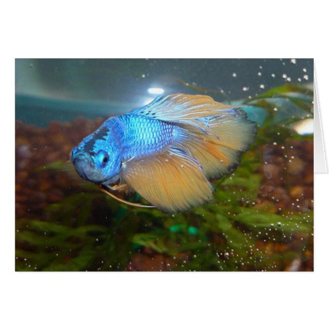 Blaue und goldene männliche Betta-Kämpfe für Fisch (Vorderseite (Horizontal))