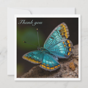 Blaue und goldene tropische Schmetterling-Dankesch
