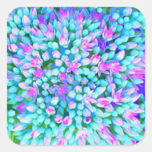 Blaue und heißrosa Sukkulenten-Sedum-Blumen Detail Quadratischer Aufkleber