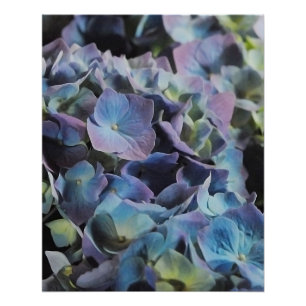Blaue und lila Hydrangea-Blumen Poster