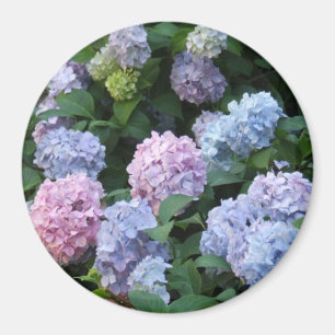 Blaue und Lila Hydrangea Magnet