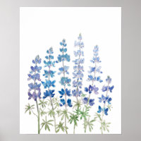 blaue und lila Lupine-Blume Aquarell