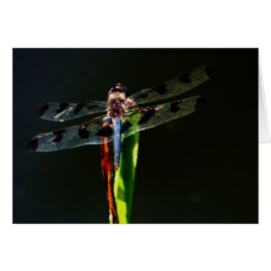 Blaue und schwarze Libelle auf grünem und rotem Gr