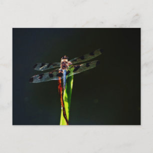 Blaue und schwarze Libelle auf grünem und rotem Gr Postkarte